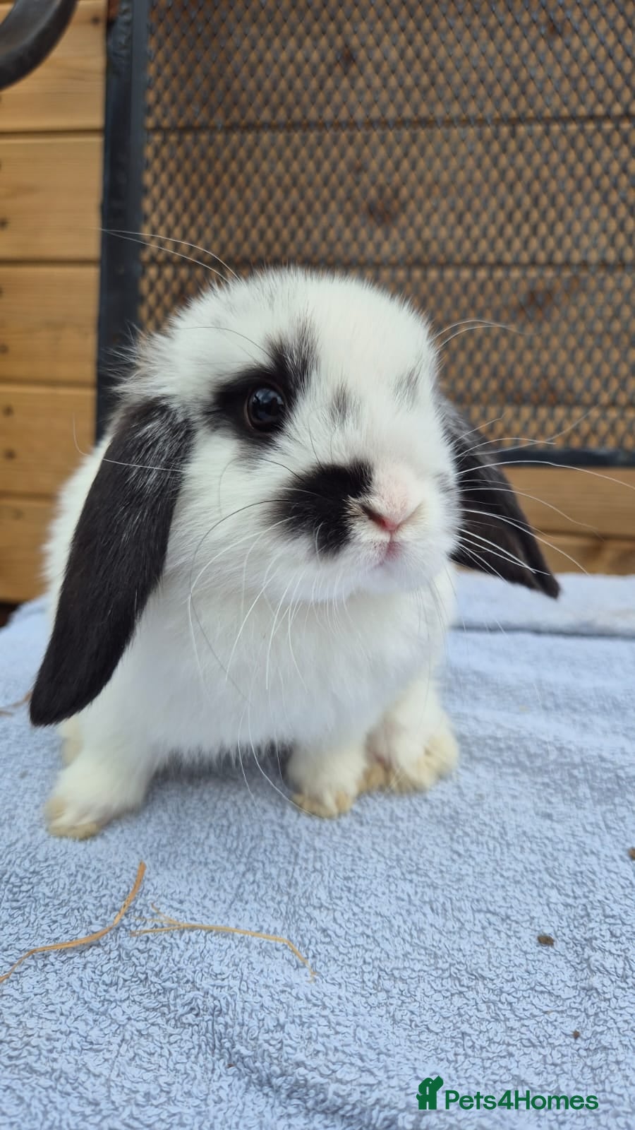 Mini Lop rabbits 8 weeks old mini lops all picture available  - Advert 3