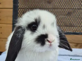 Mini Lop rabbits 8 weeks old mini lops all picture available - Advert 3