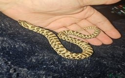 Snake reptiles for sale: Snakes available. Price is in the adrvert  - Image 2