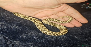 Snake reptiles - Advert 8