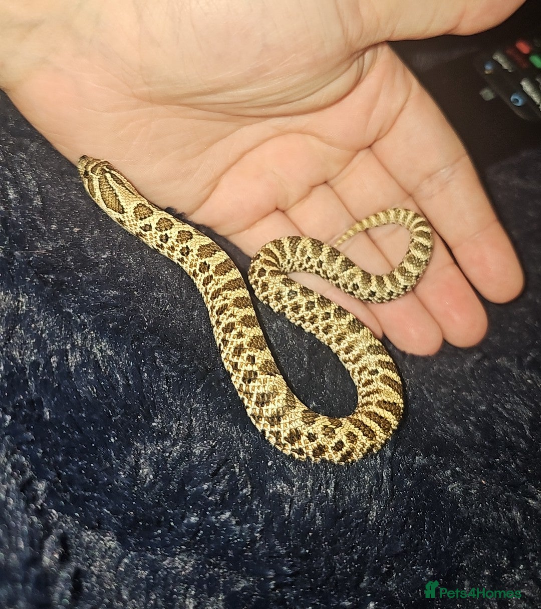Snake reptiles for sale: Snakes available. Price is in the adrvert  - Image 2