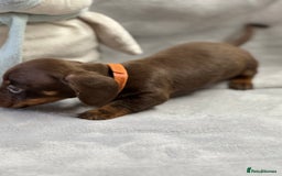 Miniature Dachshund dogs for sale: Miniature dachshund  - Image 19