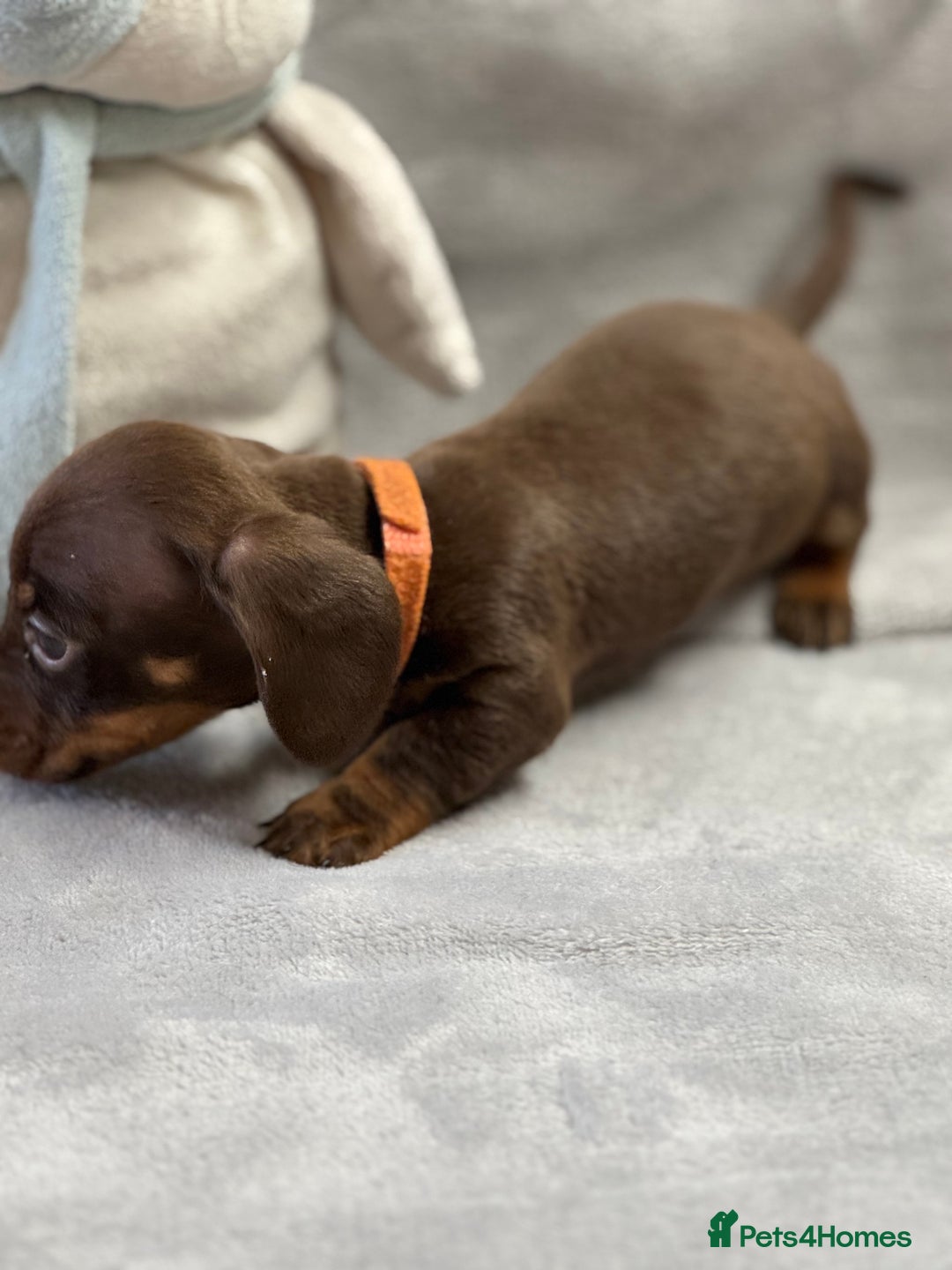 Miniature Dachshund dogs for sale: Miniature dachshund  - Image 19