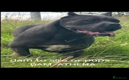 Cane Corso dogs for stud: Russian import cane corso - Image 14