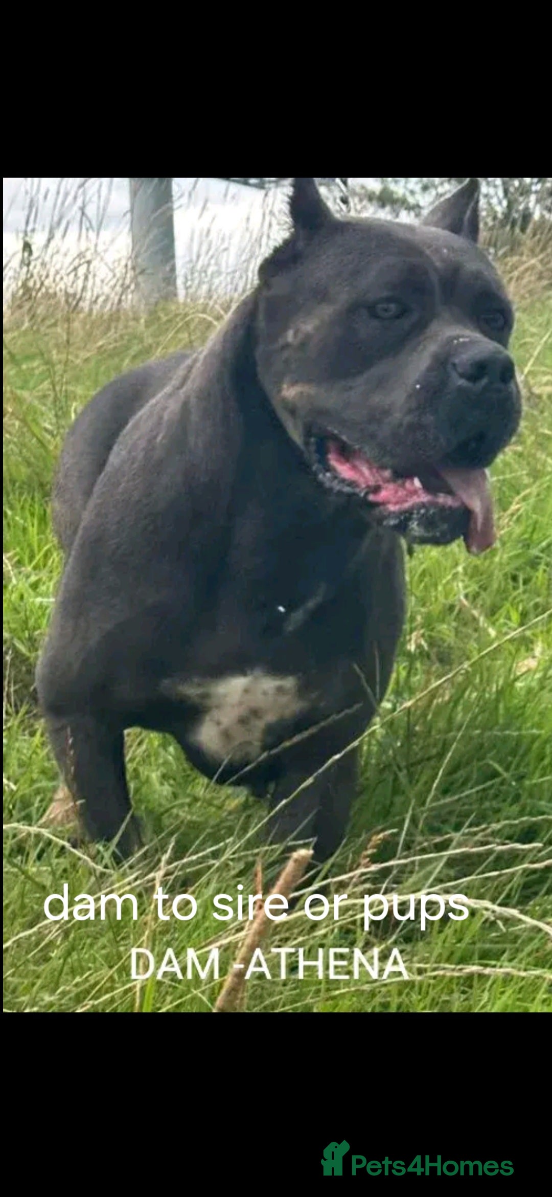 Cane Corso dogs for stud: Russian import cane corso - Image 14