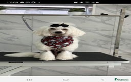 Chinese Crested dogs for stud: Mr stanley STUD ONLY KC REGISTERED  in Swindon - Image 5