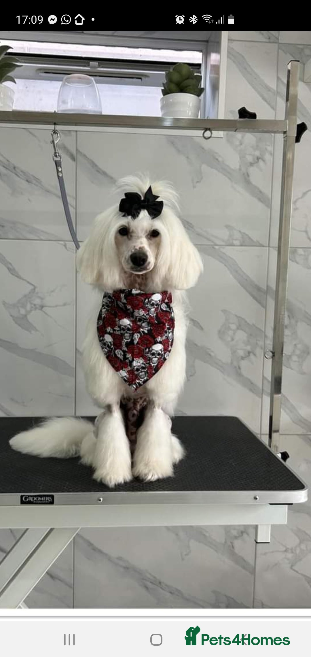 Chinese Crested dogs for stud: Mr stanley STUD ONLY KC REGISTERED  in Swindon - Image 5