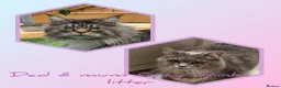 Maine Coon cats for sale: Maine coon kittens - Advert 3