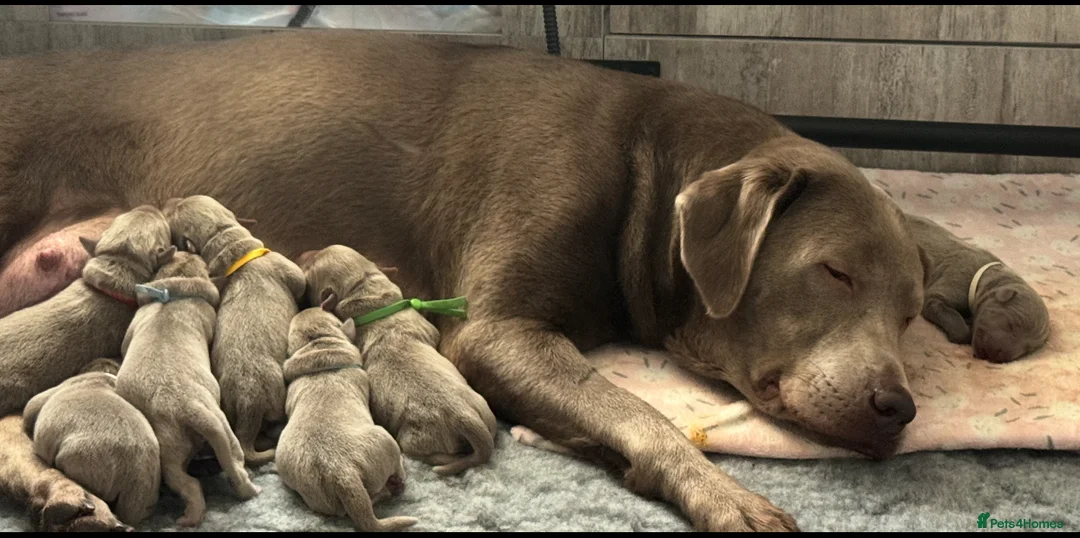 Labrador Retriever dogs for sale: KC silver Labrador (last girl remaining) orange  - Advert 22