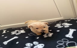 West Highland Terrier dogs for sale: DNA health tested Westie-poos  - Image 8