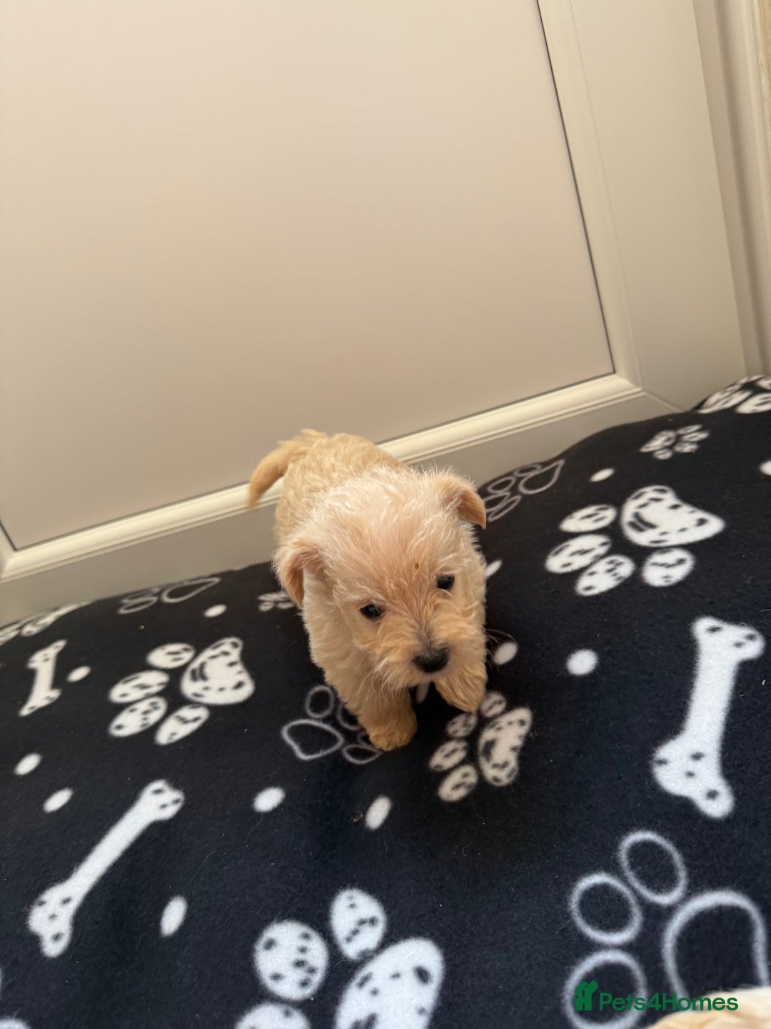 West Highland Terrier dogs for sale: DNA health tested Westie-poos  - Image 8