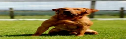 Labrador Retriever dogs for stud: Fully Health Tested Red Fox Lab Stud - Advert 7
