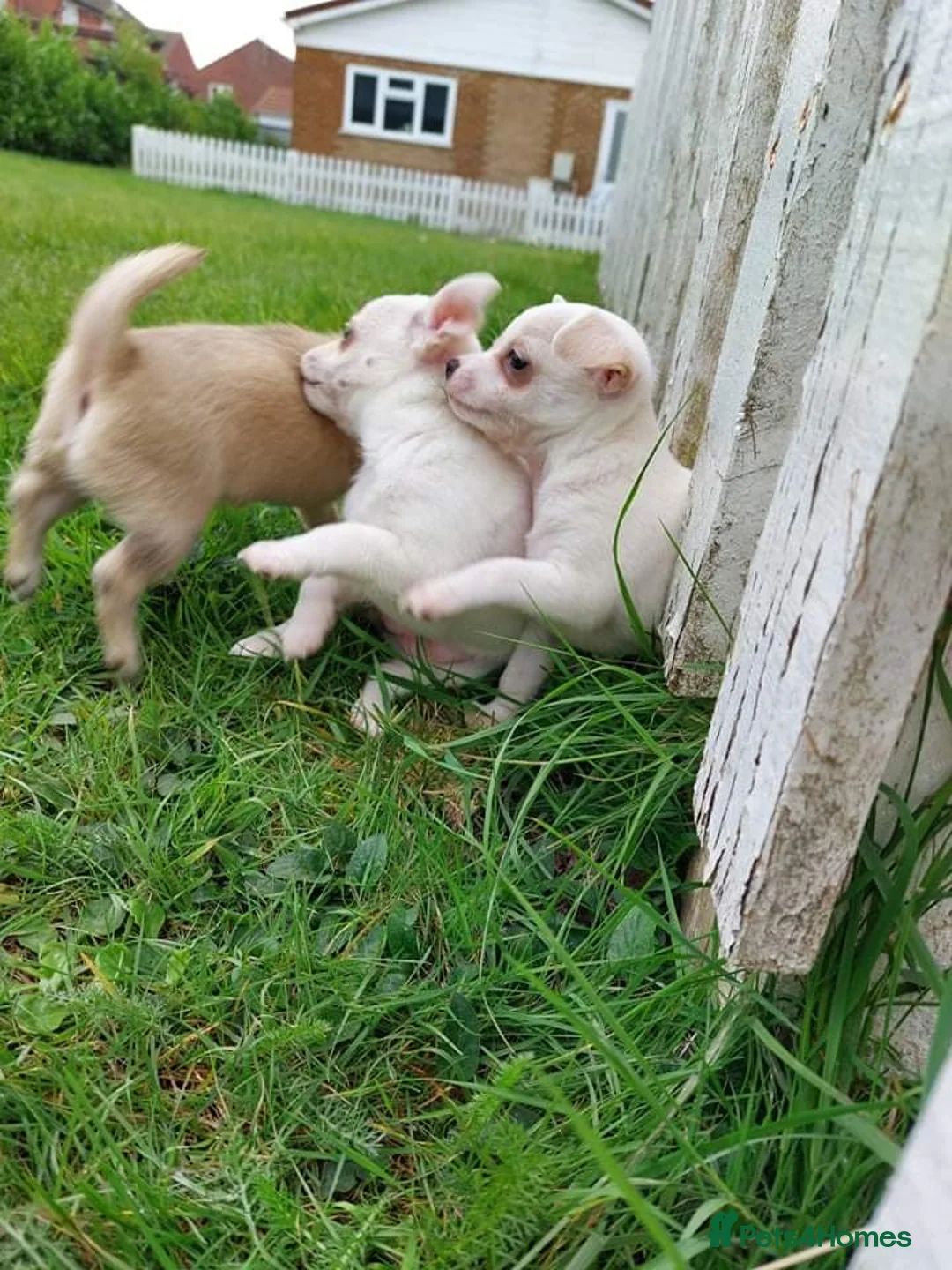 Chihuahua dogs for stud: Chihuahua for stud in Brighton - Advert 5