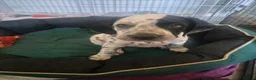 Mixed Breed dogs for sale: READY NOW 2 boys Sprollie x Dalmatian pups - Advert 16