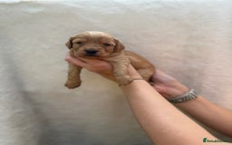 Mixed Breed dogs for sale: Cavapoo x cockapoo puppies in Loughborough - Image 14