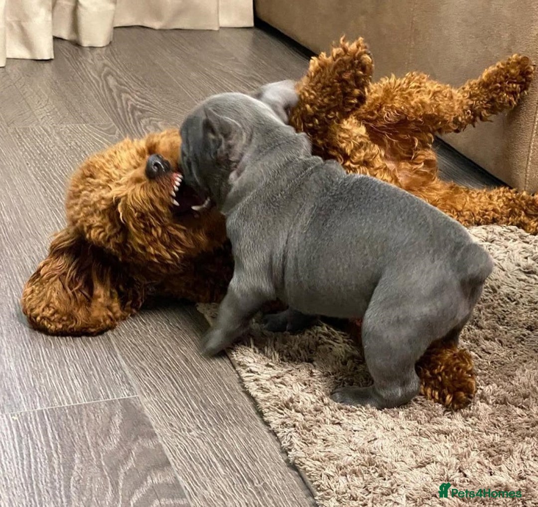 French Bulldog dogs for sale: Beautiful PURE French Bulldog Puppies for Sale - Advert 3