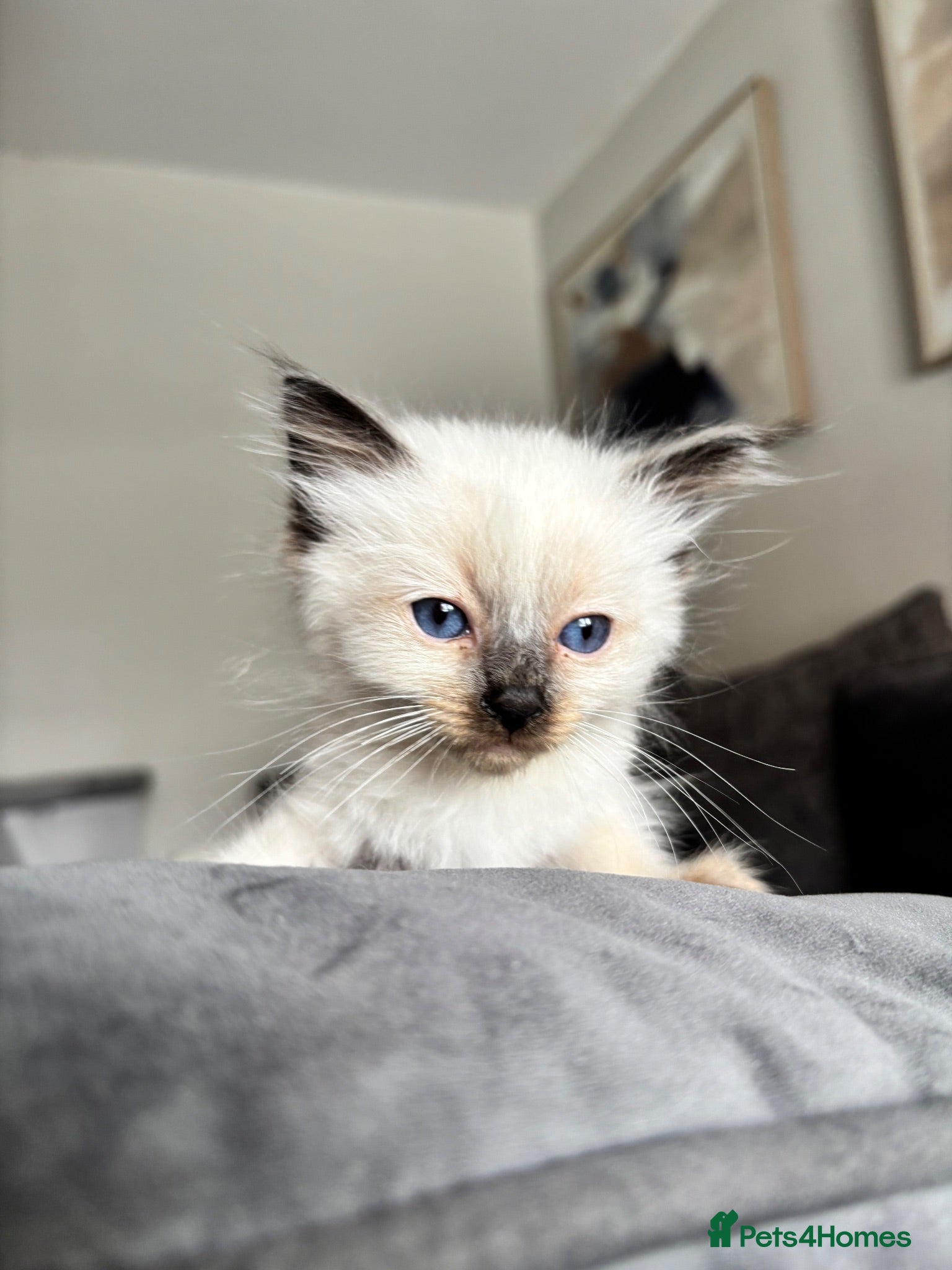 Ragdoll cats Ragdoll kittens -1 boy left available  - Advert 2