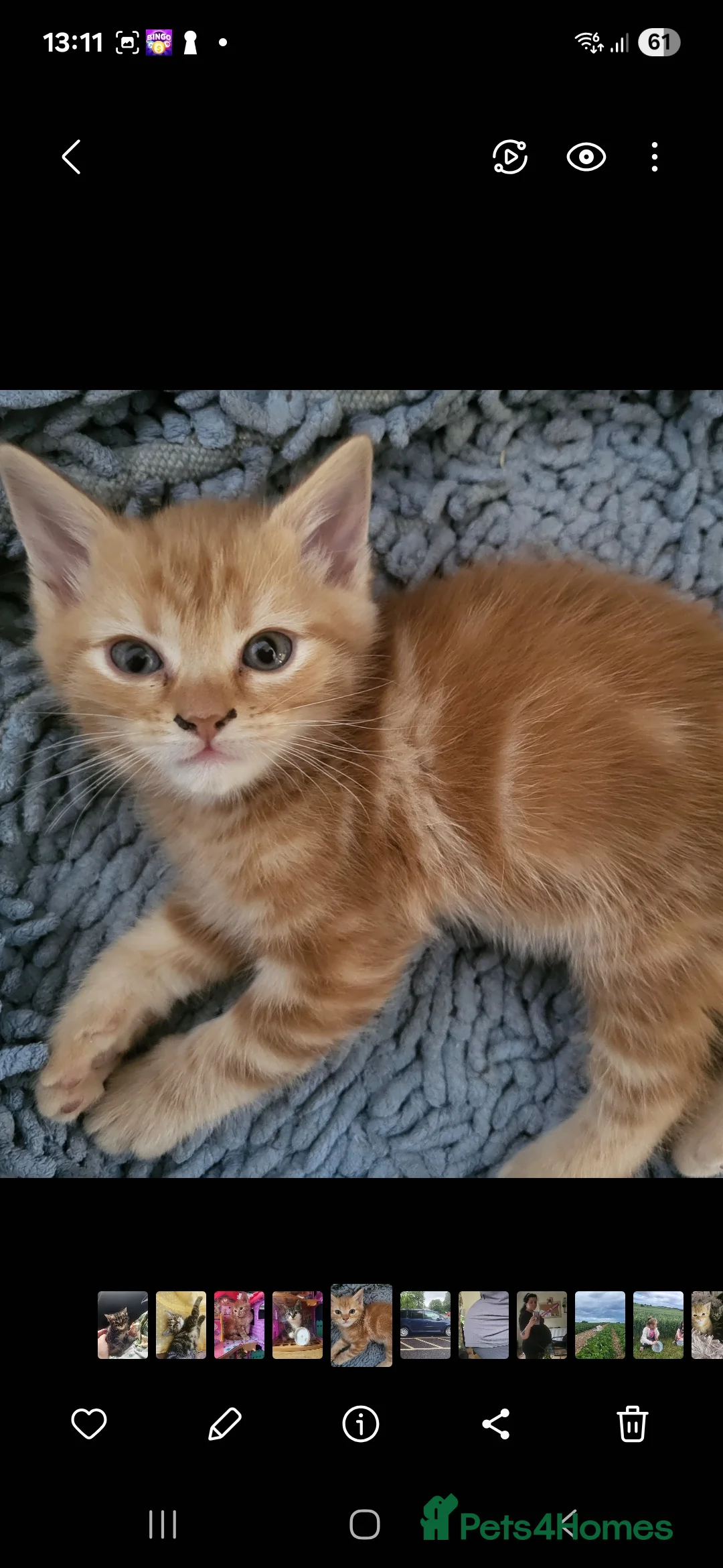Domestic Shorthair cats for sale: 5 sweet and playful kittens  - Advert 2