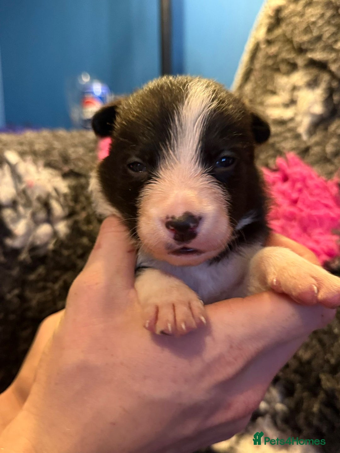 Border Collie dogs for sale: 6 stunning border collie puppies  - Image 6