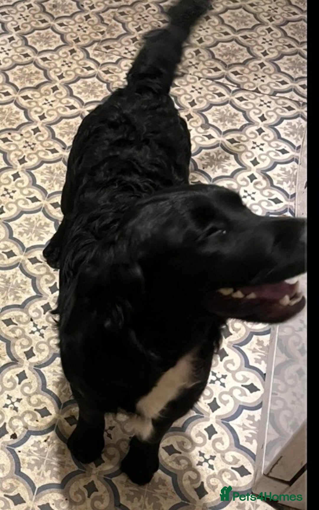 Mixed Breed dogs for sale: Golden Cocker - Advert 5