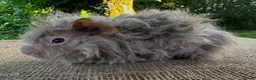 Guinea Pig rodents for sale: Lunkarya pair of boars  - Advert 2