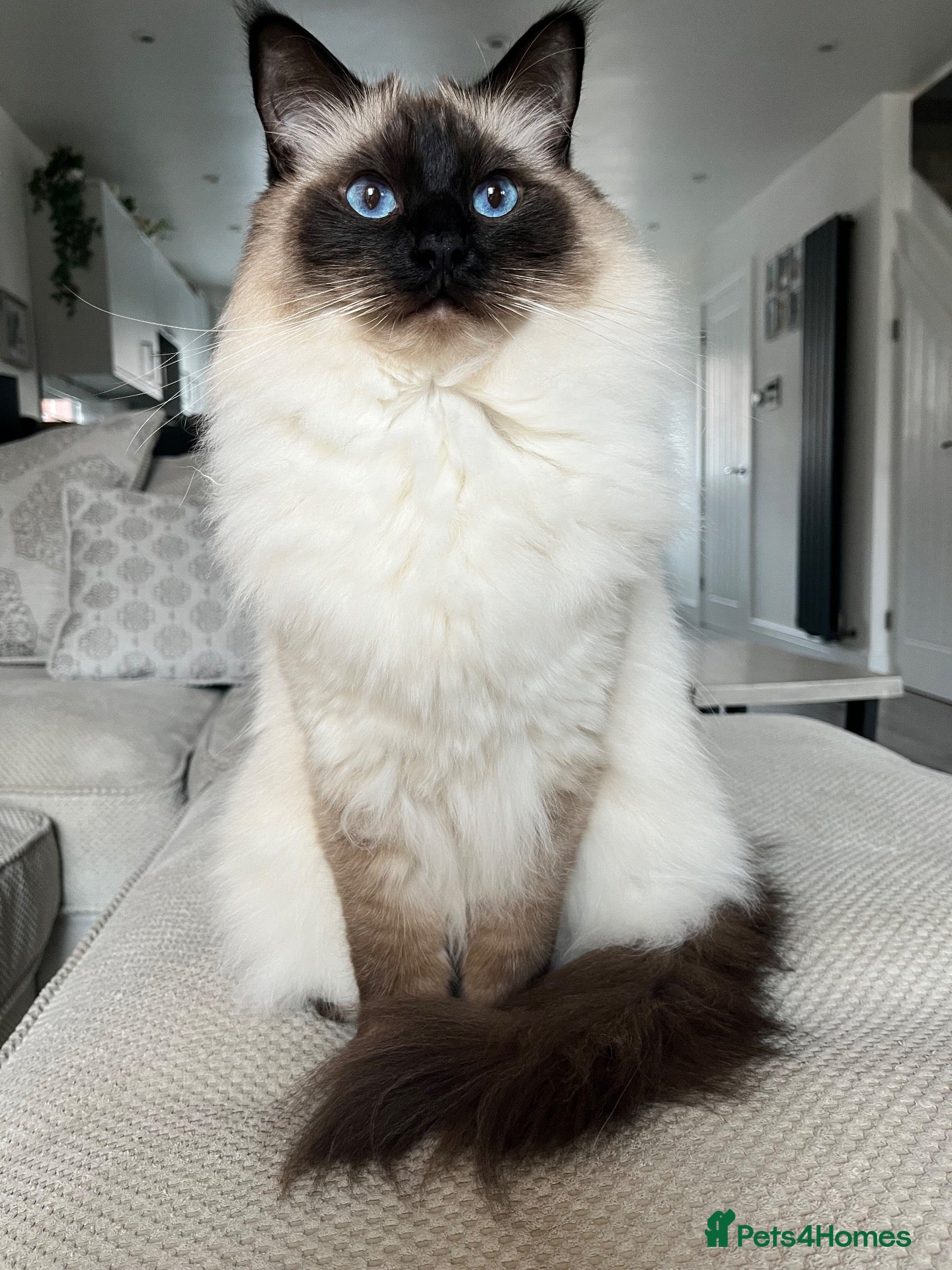 Ragdoll cats 2 male Ragolls for sale  - Advert 1