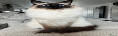 Ragdoll 1
