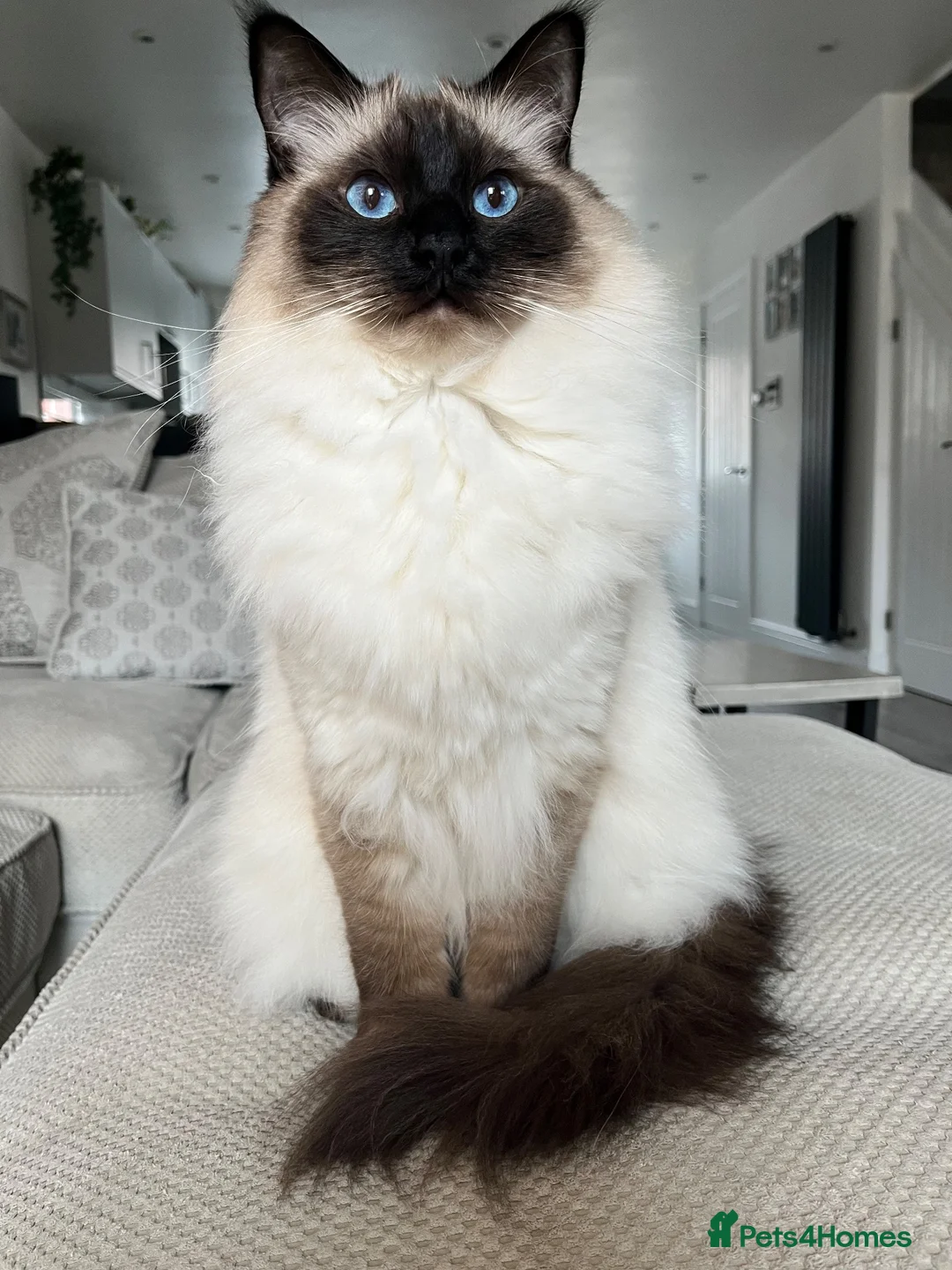 Ragdoll cats for sale: 2 male Ragolls for sale  in Basingstoke - Advert 1