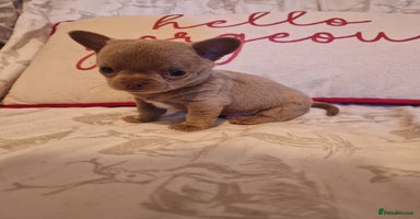 Chihuahua dogs - Advert 8