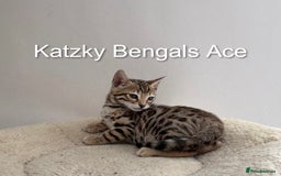 Bengal cats for sale: 😻Tica Best Bengal UK sired Kittens 🏆 🐾 🐱  - Image 4