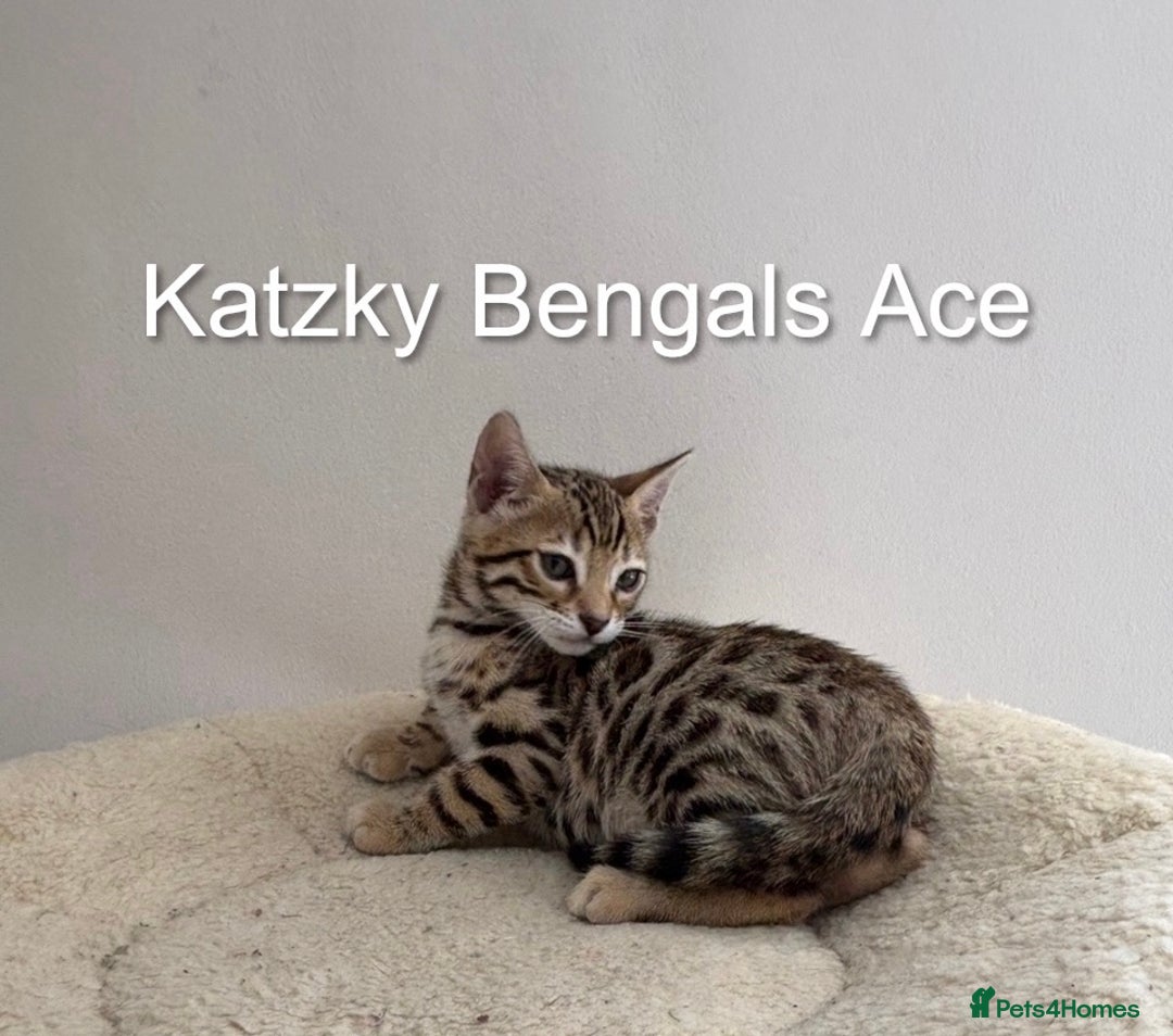 Bengal cats for sale: 😻Tica Best Bengal UK sired Kittens 🏆 🐾 🐱  - Image 4