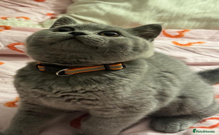 British Shorthair cats - Advert 10