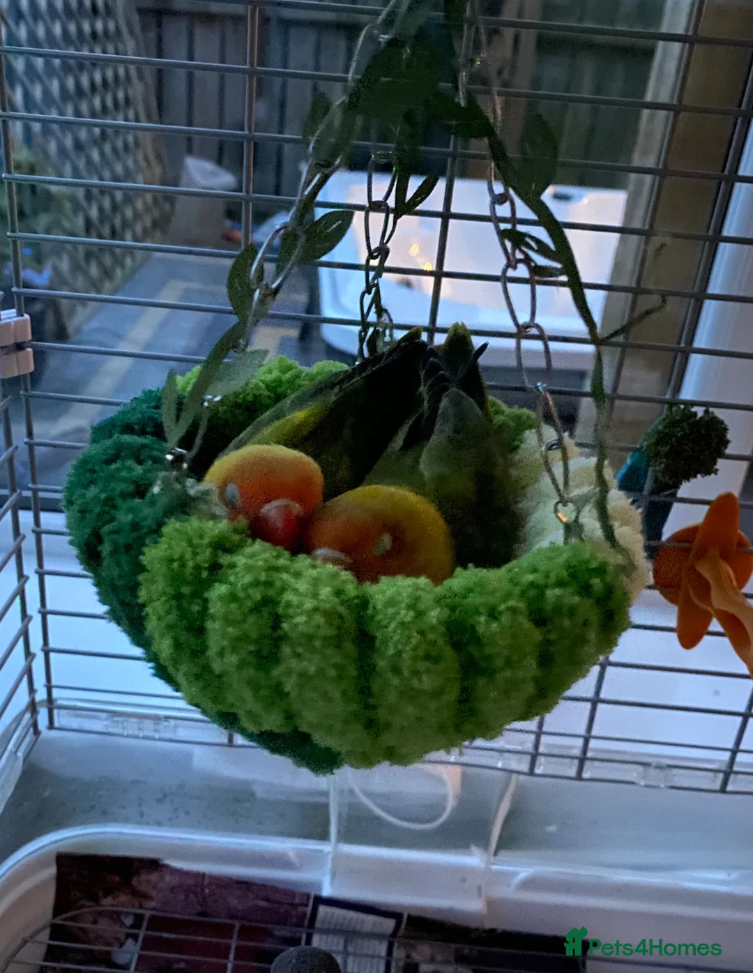 Lovebirds birds for sale: Young love bird pair with cage in Newton Aycliffe - Advert 2