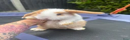 Mini Lop rabbits for sale: Pure breed Mini Lops  - Advert 4
