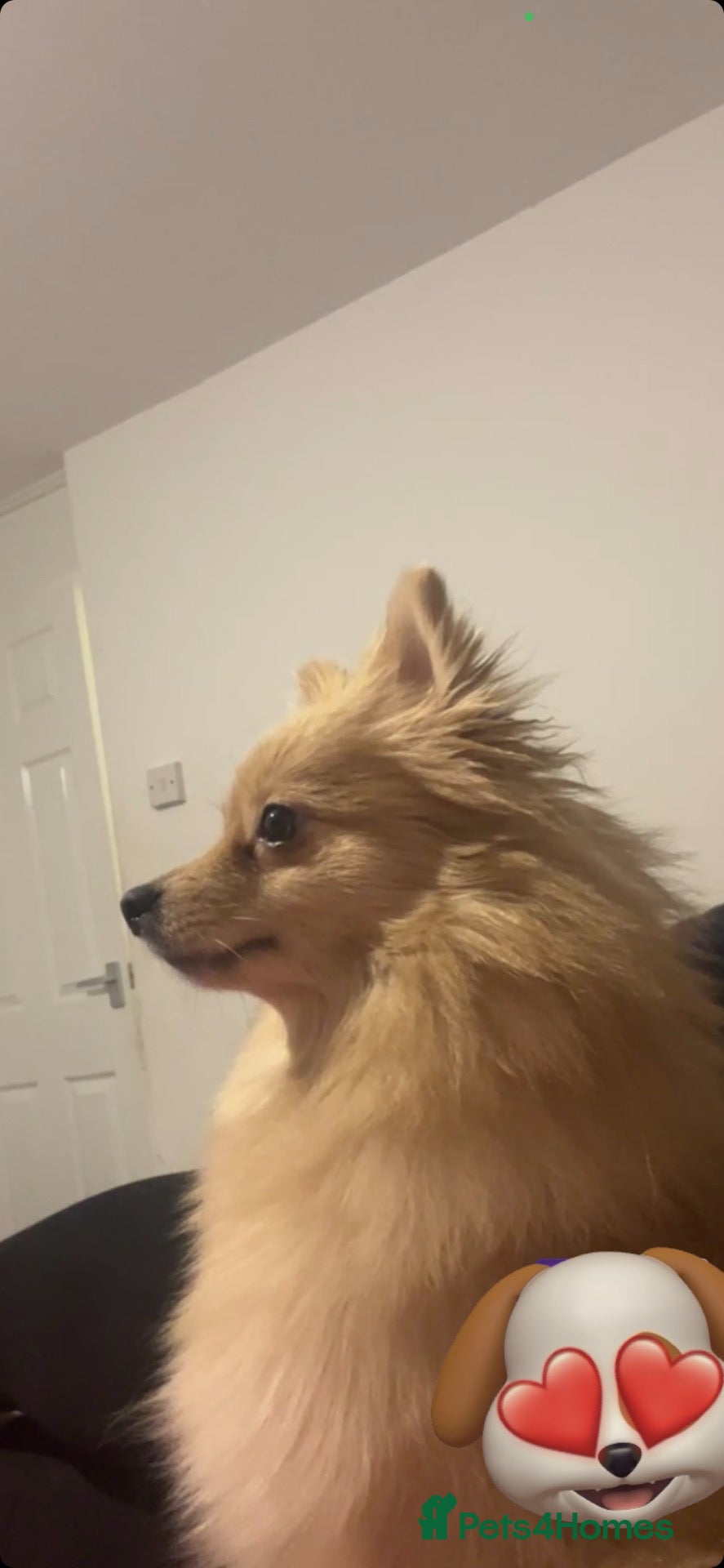 Pomeranian dogs Pomeranian puppies - Advert 1
