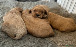 Cavapoo dogs for sale: 🐶 Beautiful Red Cavapoo Puppies – Ready November  - Image 9