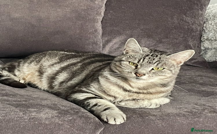 American Shorthair cats - Advert 1
