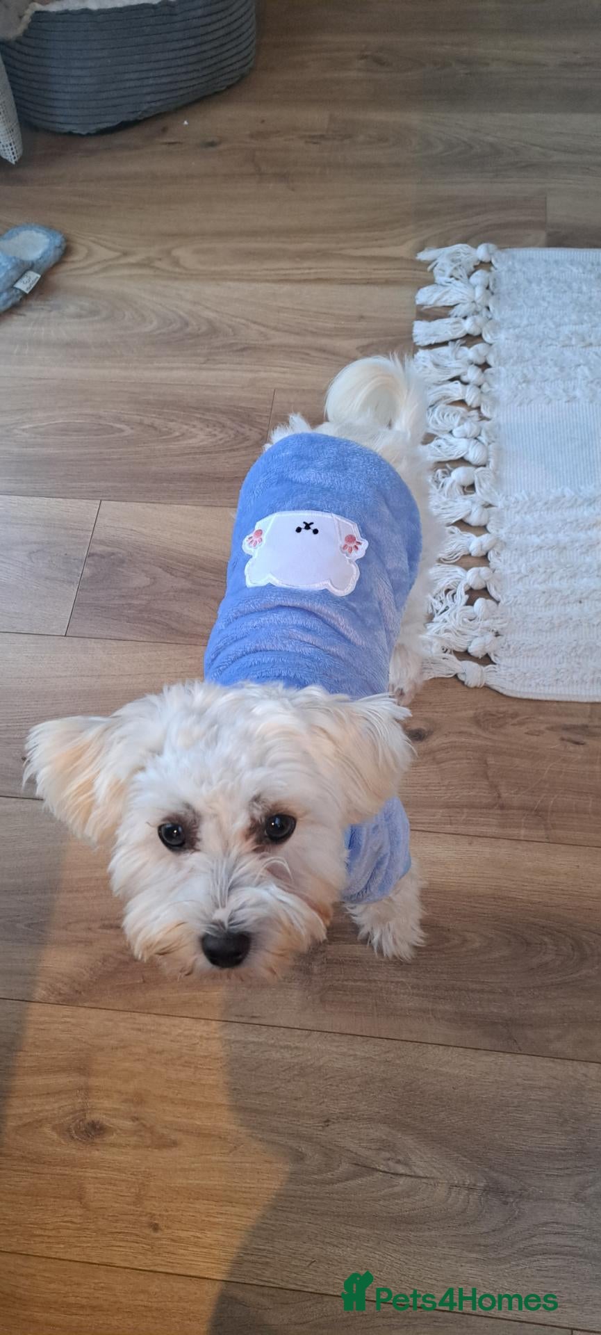 Mixed Breed dogs Maltipoo ready to leave in 2 weeks! - Advert 2
