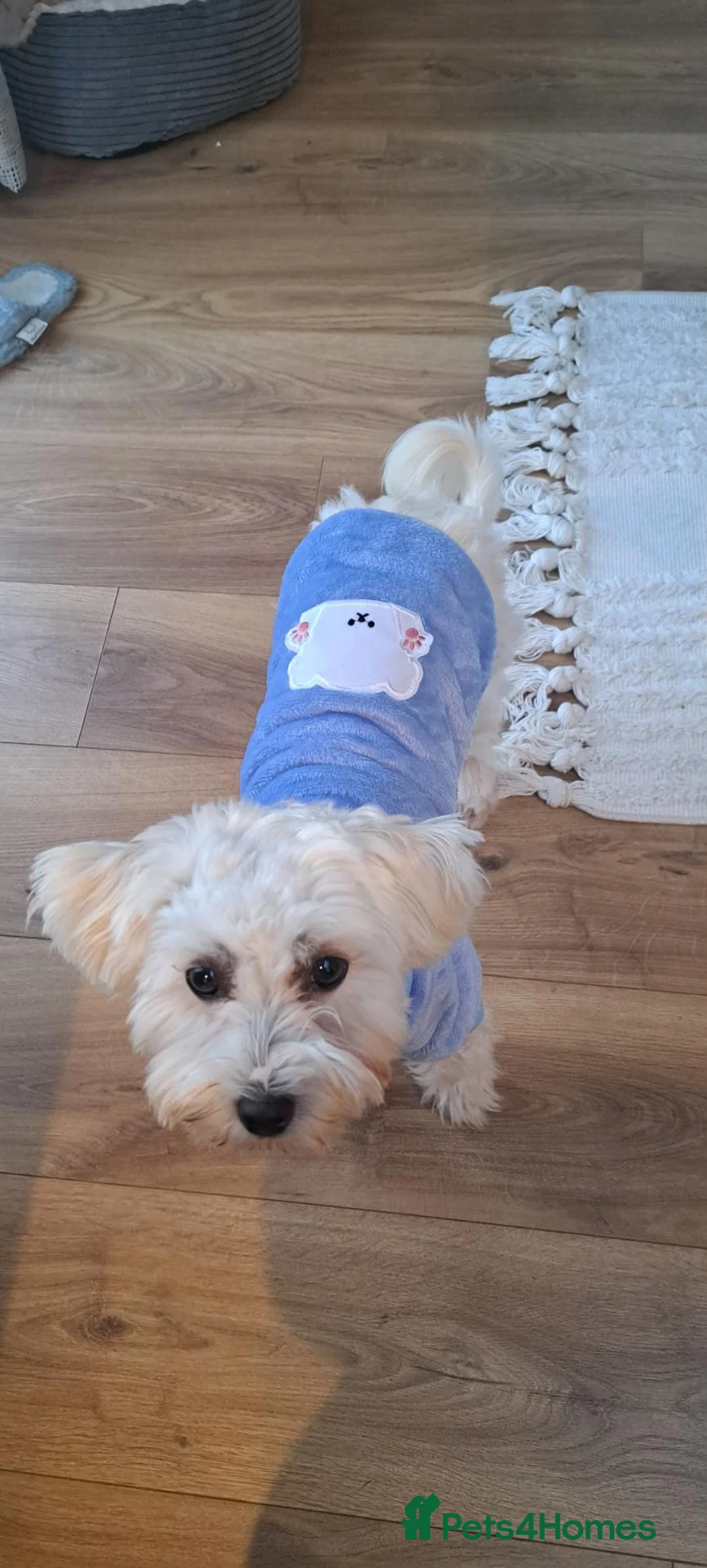 Mixed Breed dogs for sale: Maltipoo ready to leave in 2 weeks! in Chigwell - Advert 2