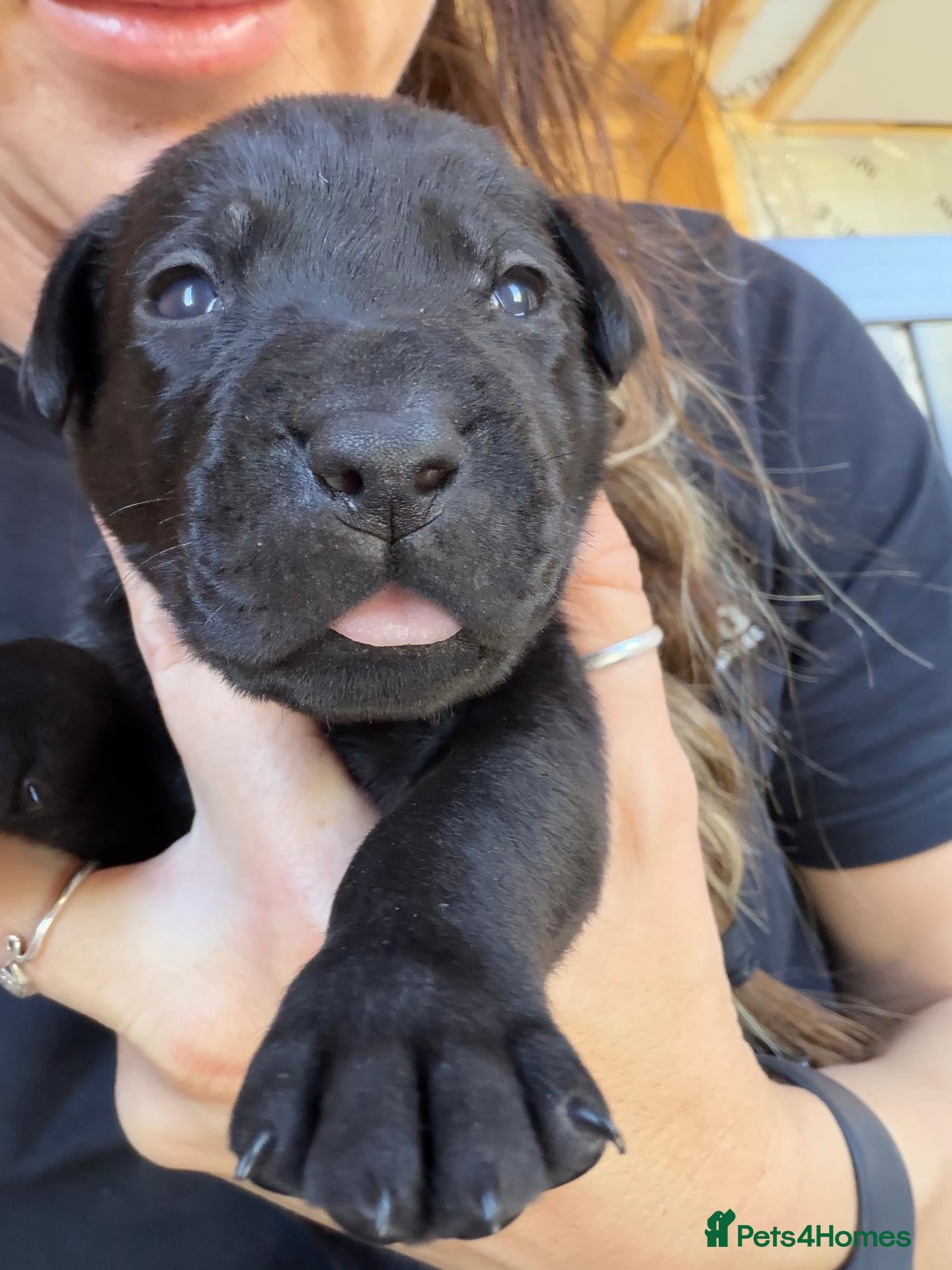 Mixed Breed dogs Rhodesian Ridgeback x Fox Red Labrador  - Advert 15