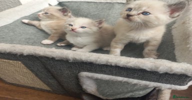 Mixed Breed cats - Advert 1