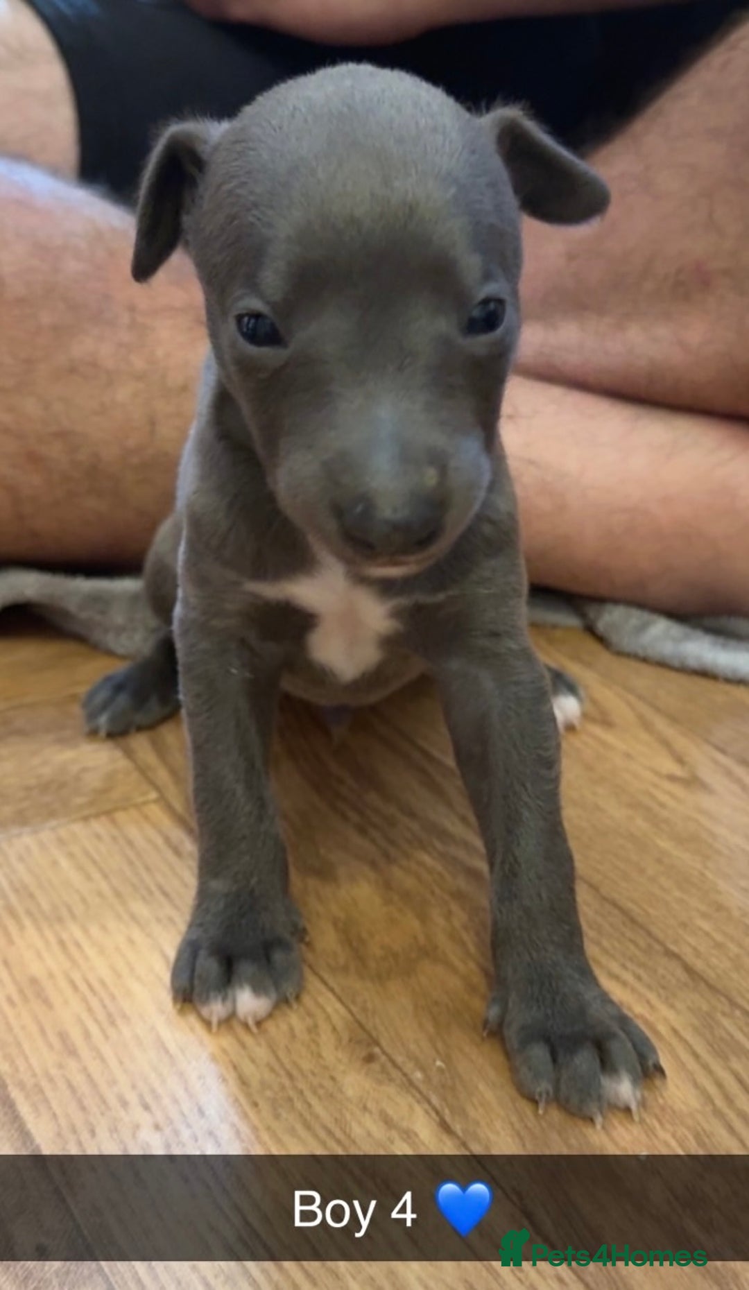 Whippet dogs for sale: Beautiful Blue Baby Whippets  - Image 6