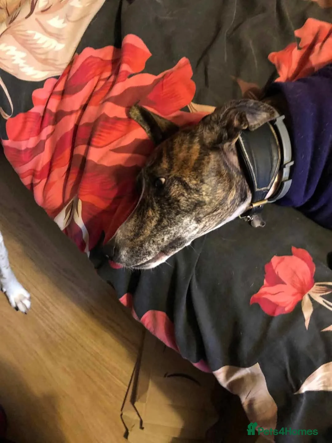 Mixed Breed dogs for adoption: Meet Oscar, currently residing in Oxfordshire  in Abingdon - Advert 22