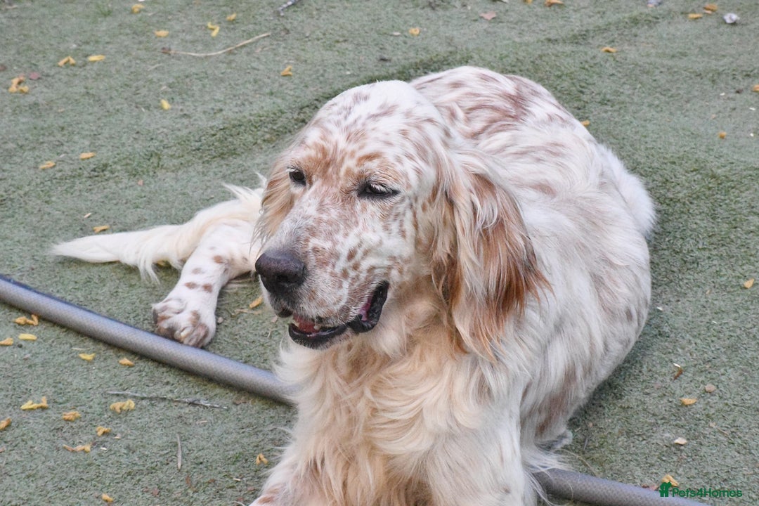 English Setter dogs for adoption: Dina  - Image 8
