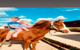 Welsh Section A horses for sale: Beautiful Welsh sec a mare pony club/family pony - Image 5