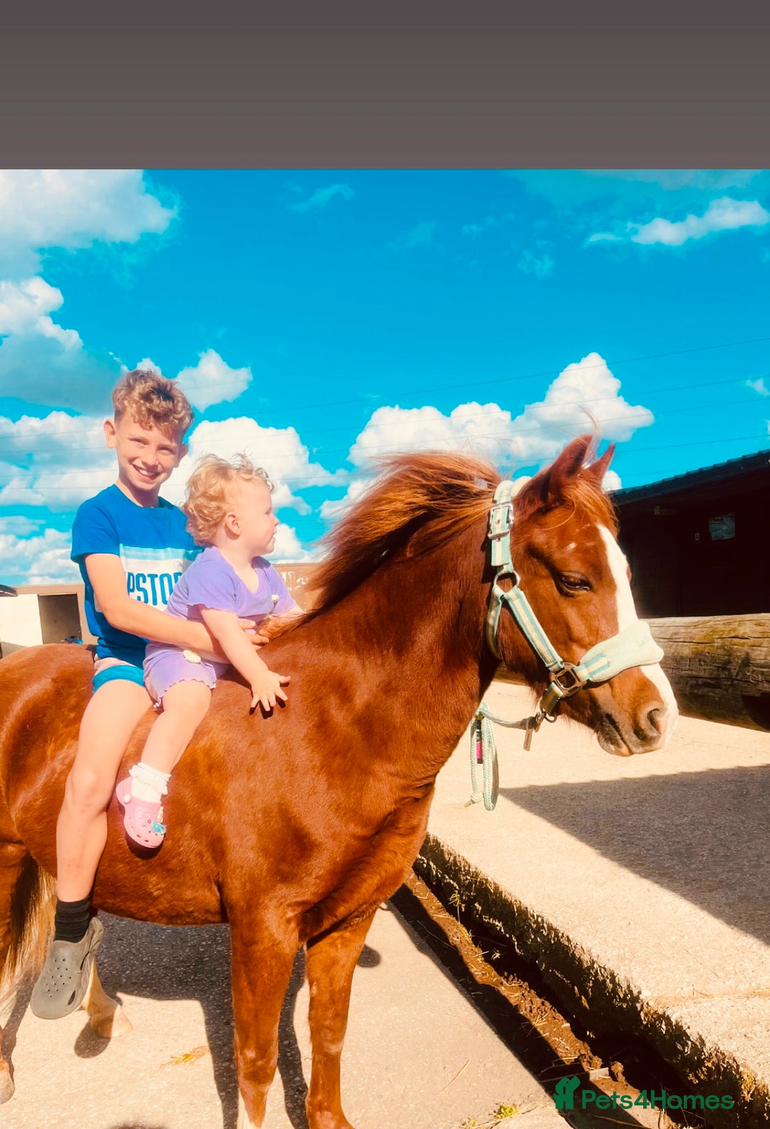 Welsh Section A horses for sale: Beautiful Welsh sec a mare pony club/family pony - Image 5