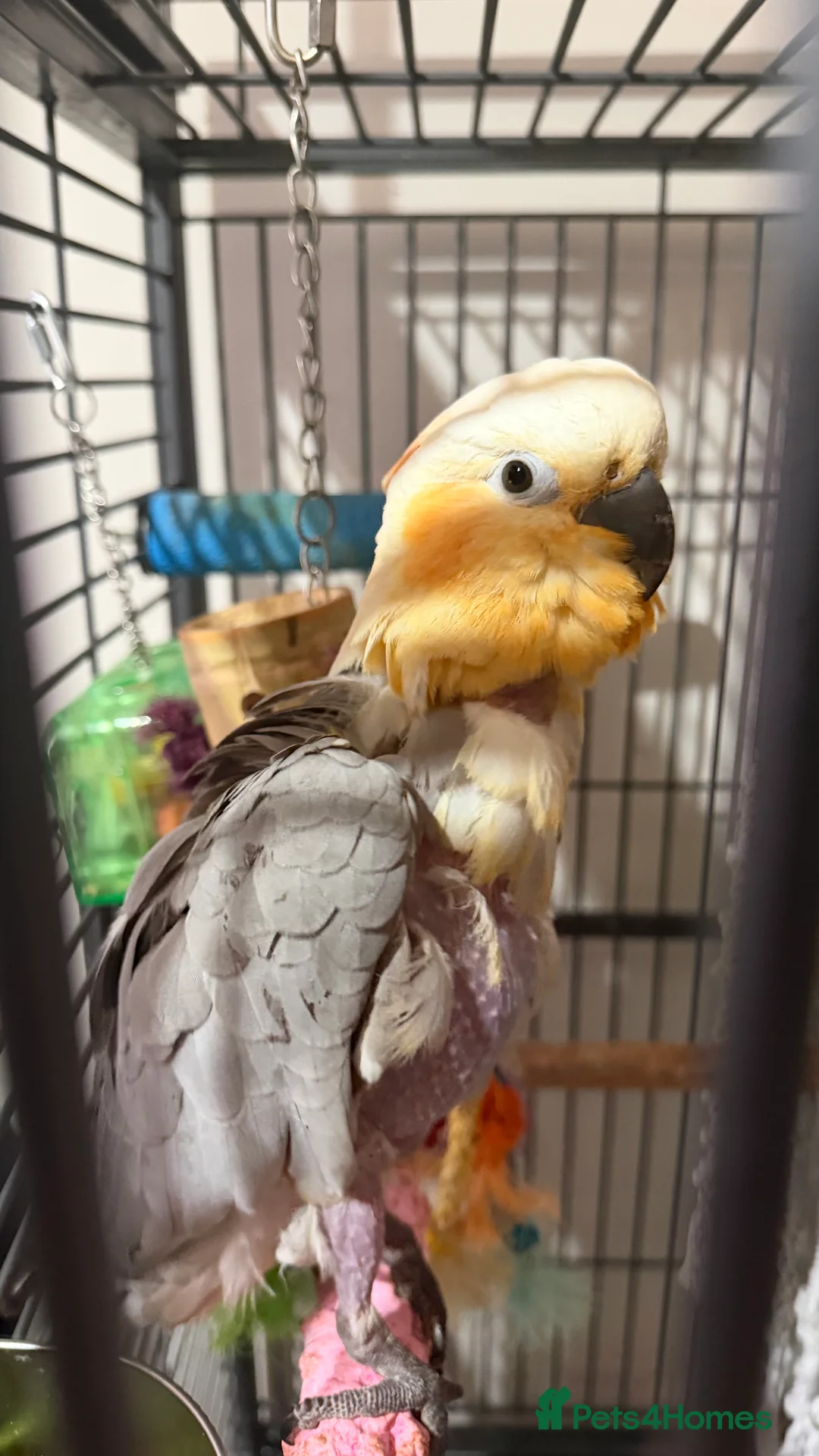 Cockatoo birds for sale: Cockatoo/gala mix - Advert 1