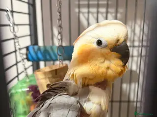 Cockatoo birds Cockatoo/gala mix - Advert 1