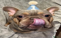 French Bulldog dogs for sale: Frank, Isabella & tan French bulldog  - Image 4