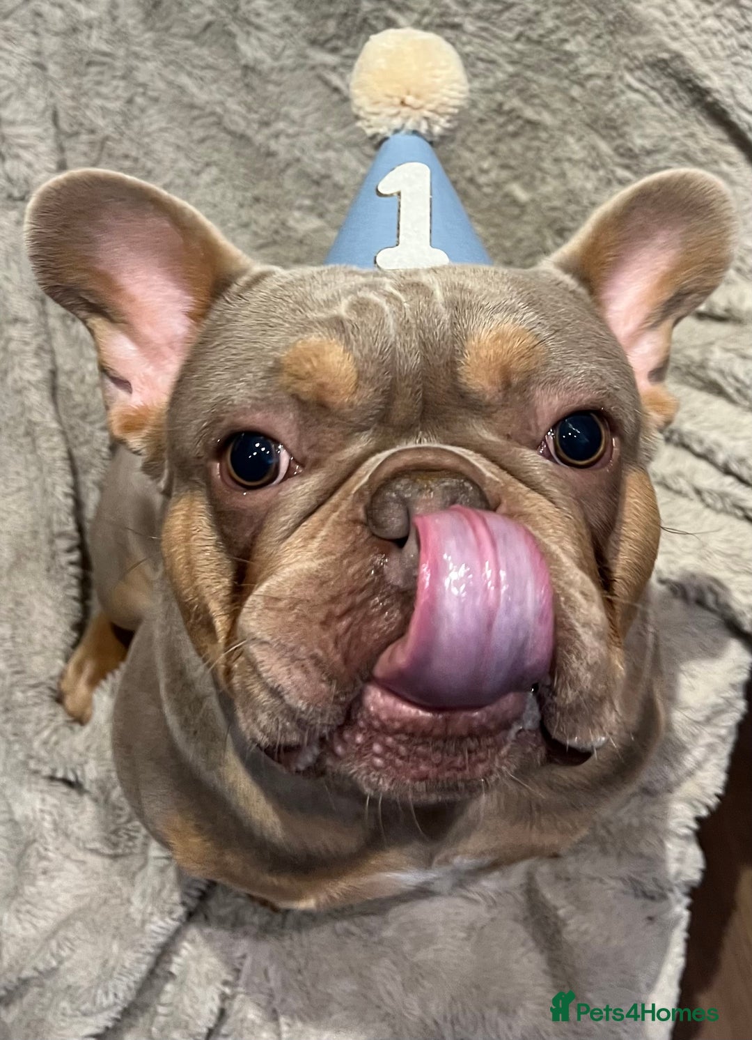 French Bulldog dogs for sale: Frank, Isabella & tan French bulldog  - Image 4